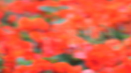 Carmen Dusmet Carrasco